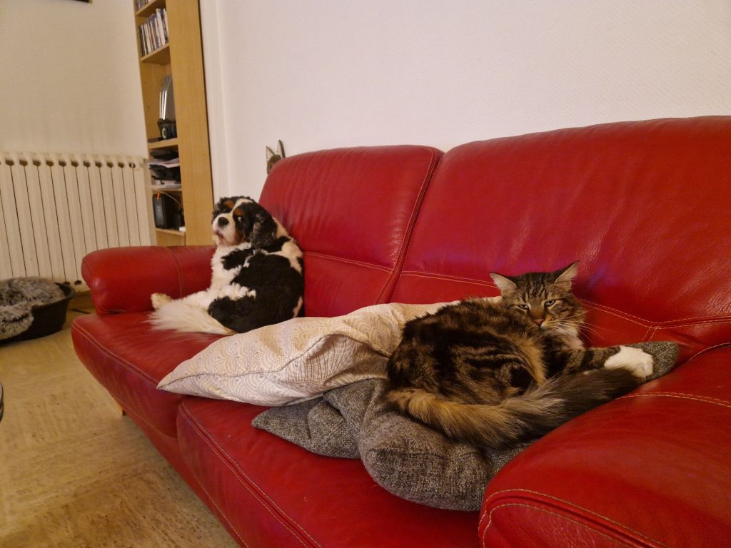 un chat et un chien sur un canapé rouge