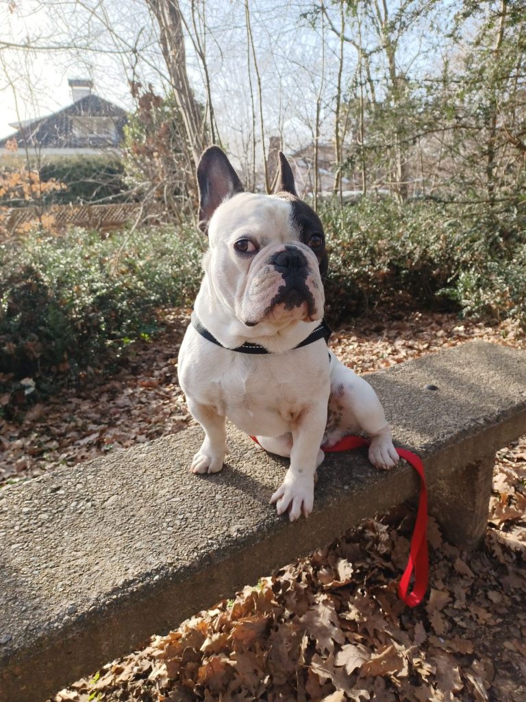 chien sur un banc